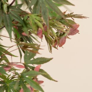 AUT Acer palmatum 'Autumn Red'