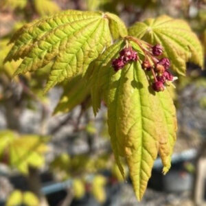 AVI Acer japonicum 'Vitifolium'