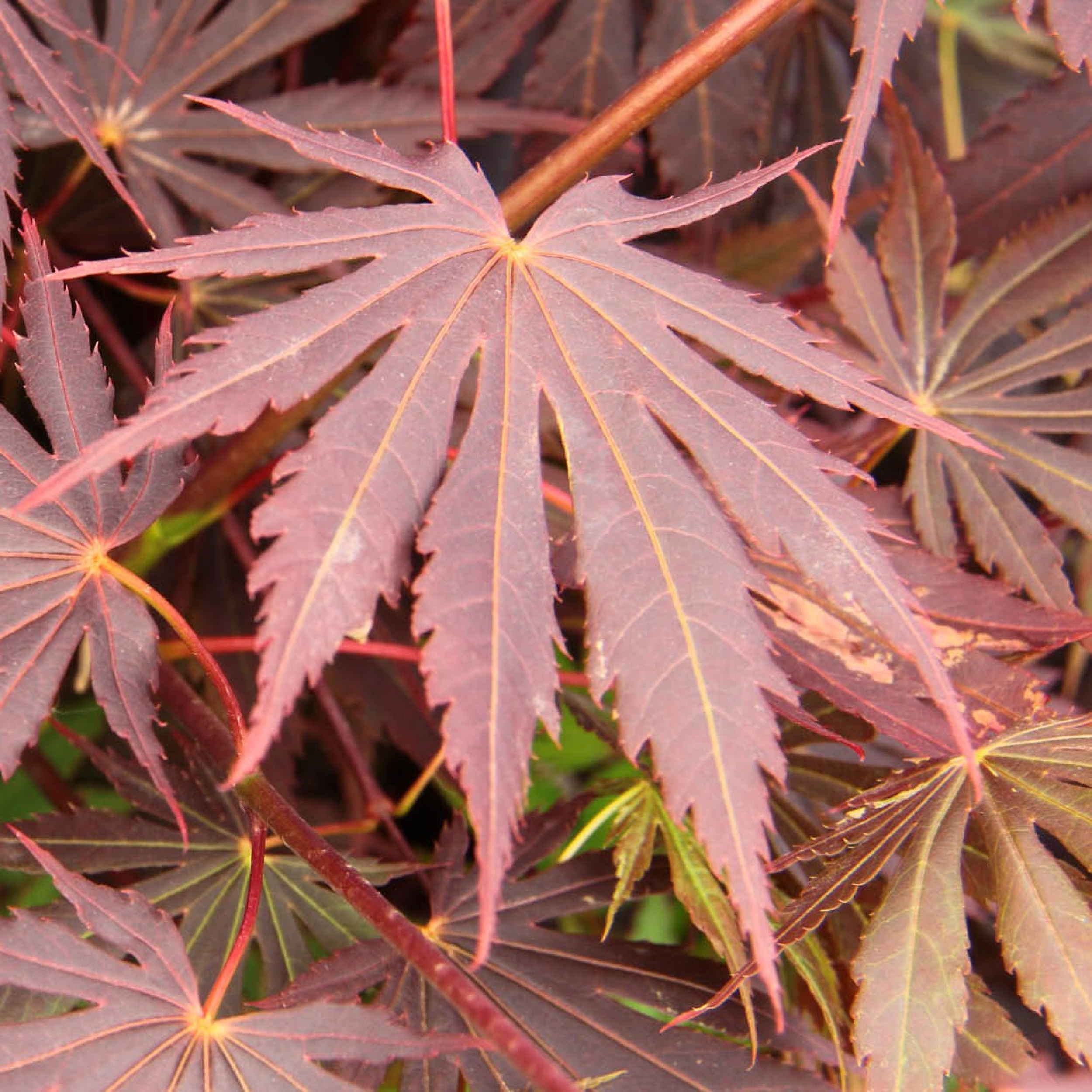 AYE Acer palmatum 'Yasemin'