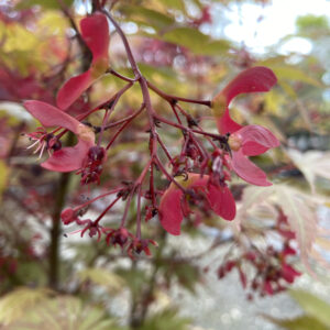 AYM Acer palmatum 'Chitose-Yama'