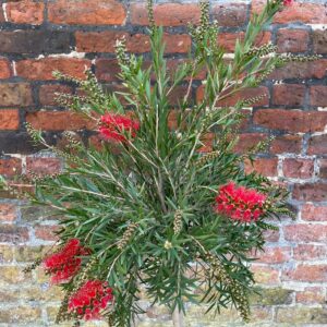 Callistemon viminalis 'Red Star' - Half Standard