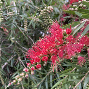 CVS Callistemon viminalis 'Red Star'