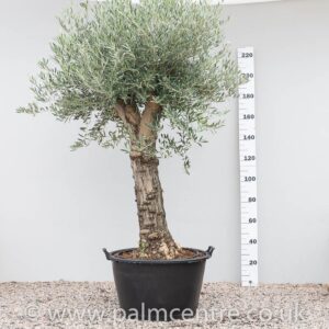OEU-BONS Olea europaea - Bonsai