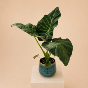 ALRS Alocasia 'Regal Shields'