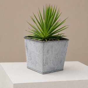 ASN Agave stricta nana