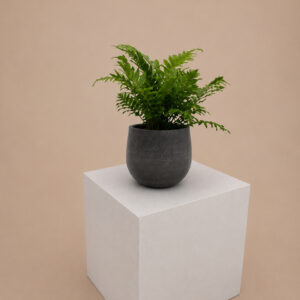 BSL Blechnum gibbum 'Silver Lady'