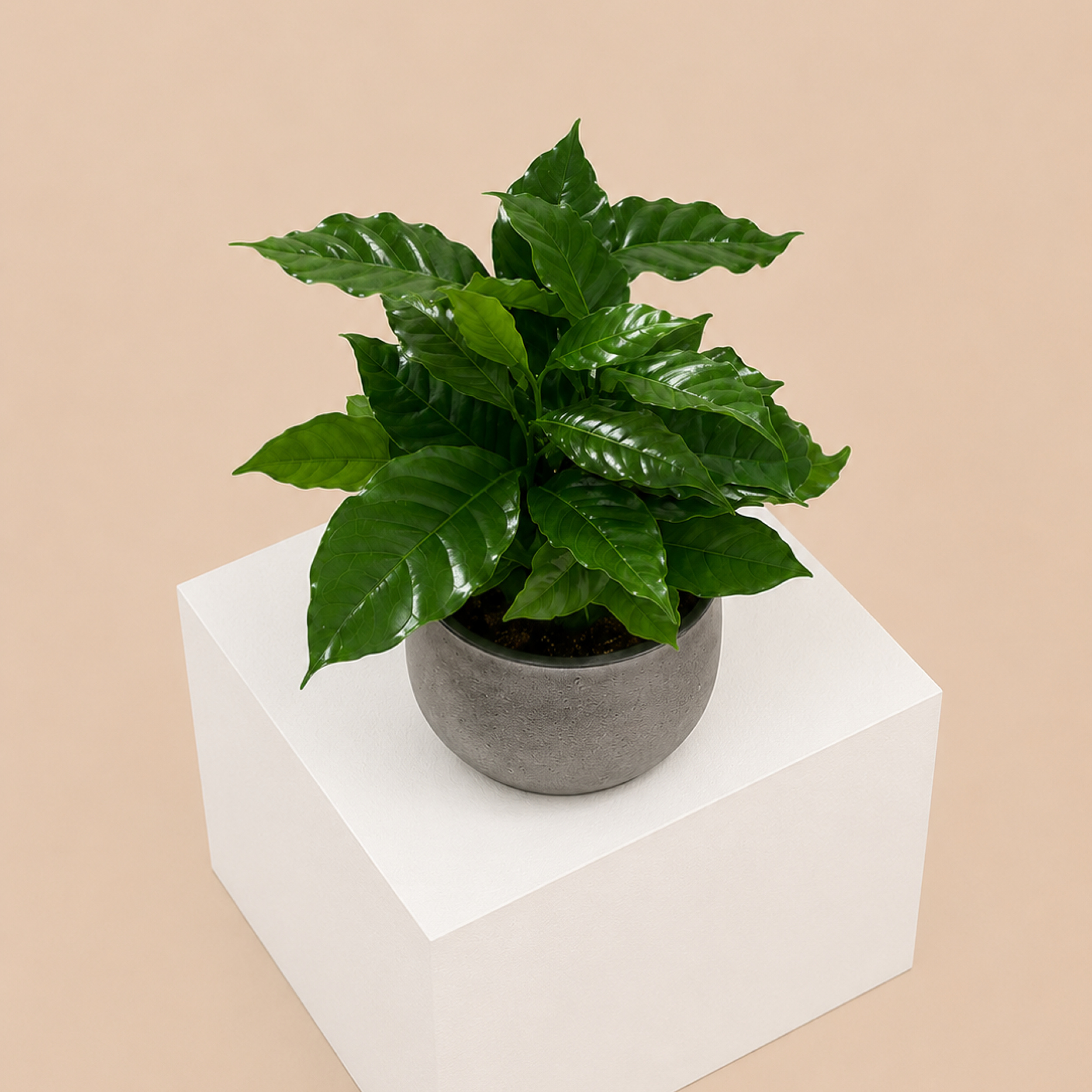 CFB Coffea arabica