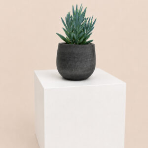 CFM Curio ficoides 'Mount Everest'