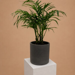CHST Chamaedorea cataractarum 'Stella'