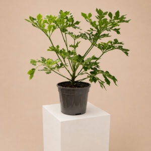CUSP Cussonia spicata