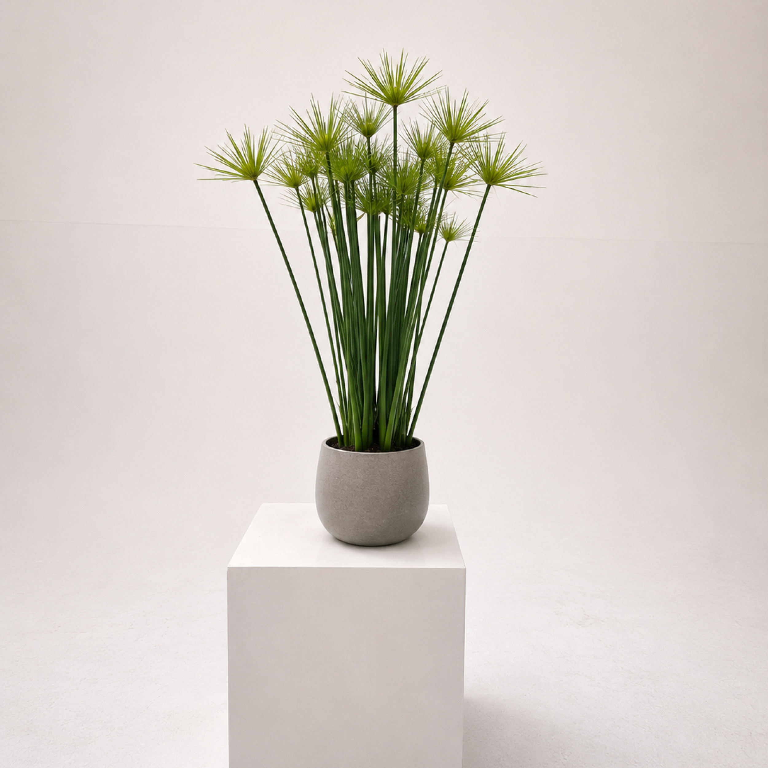 CYHA Cyperus haspan