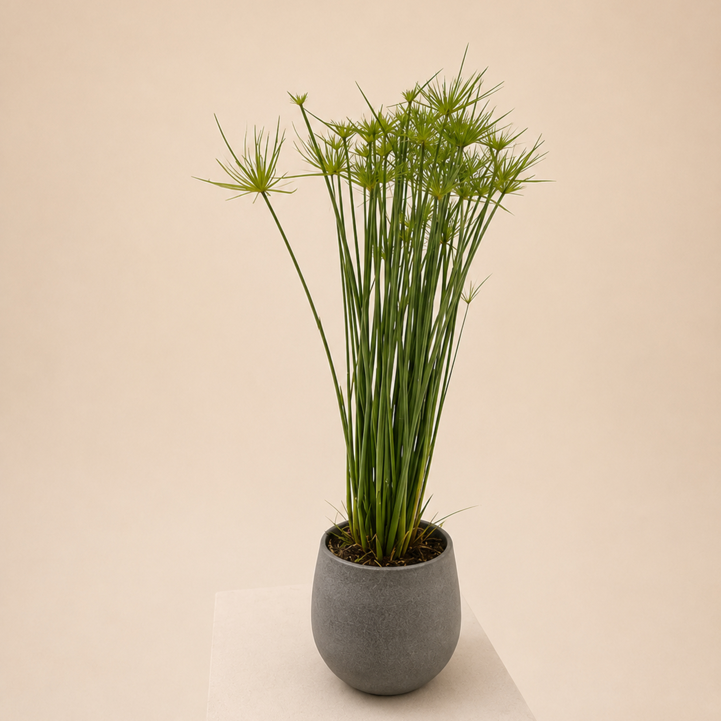 CYHA Cyperus haspan