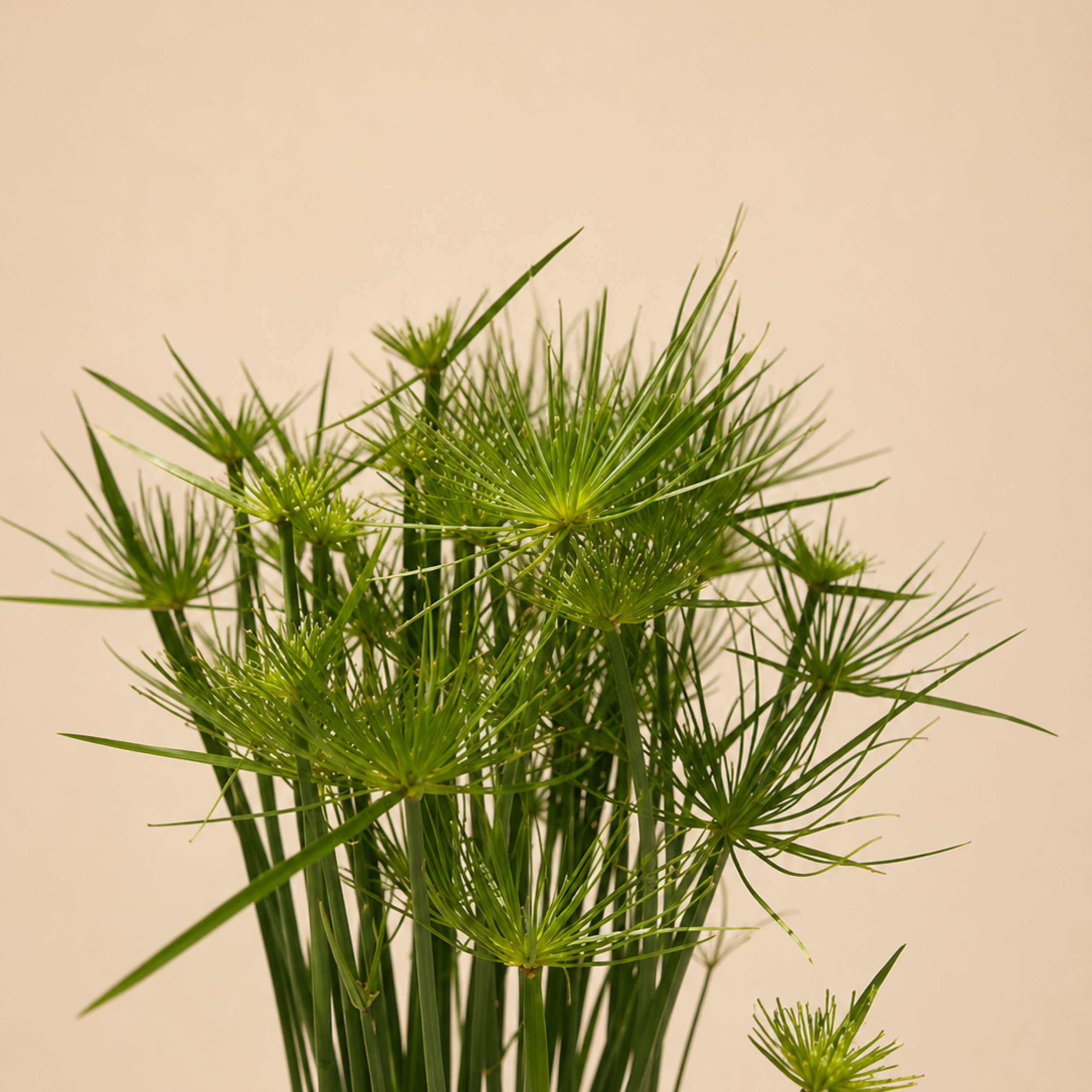 CYHA Cyperus haspan