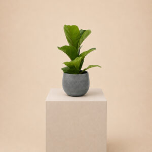 FBA Ficus lyrata 'Bambino'