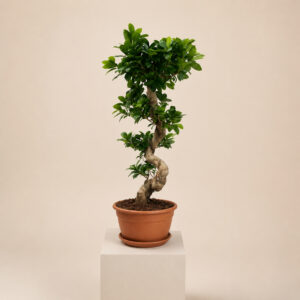 FMG Ficus microcarpa 'Ginseng'