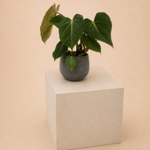PHGL Philodendron gloriosum