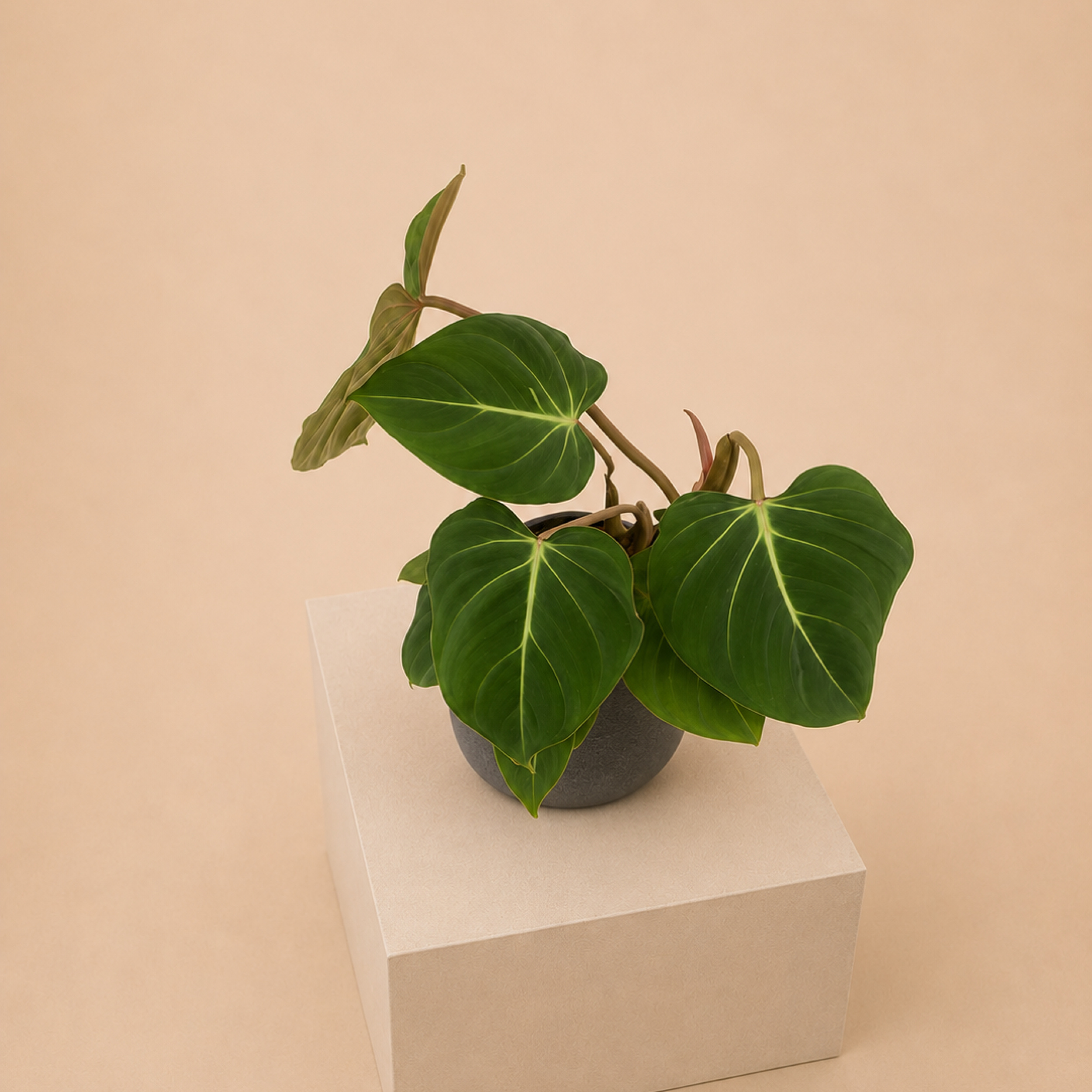 PHGL Philodendron gloriosum