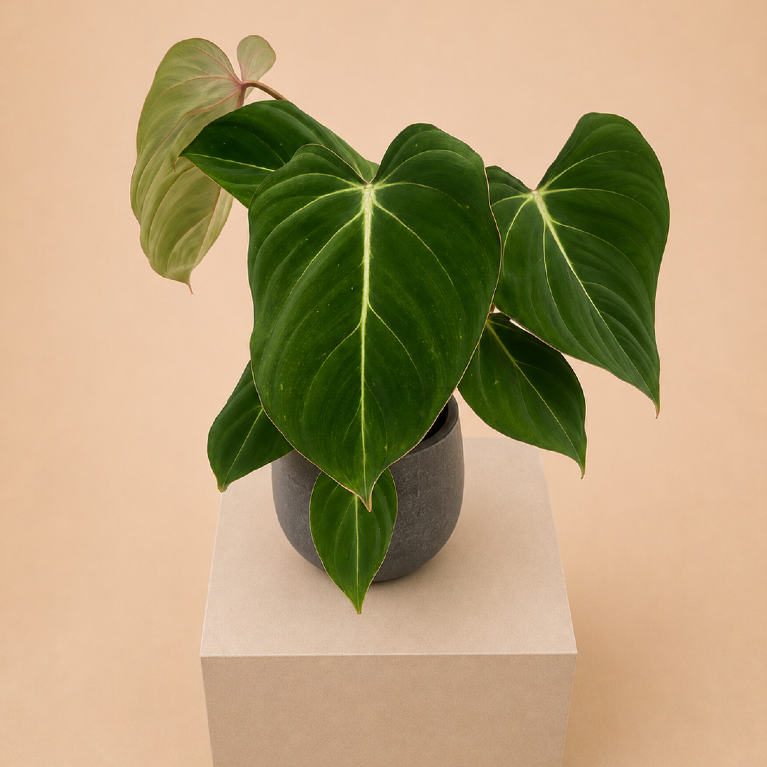 PHGL Philodendron gloriosum