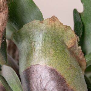 PIF Platycerium bifurcatum