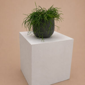 RPC Rhipsalis cashero