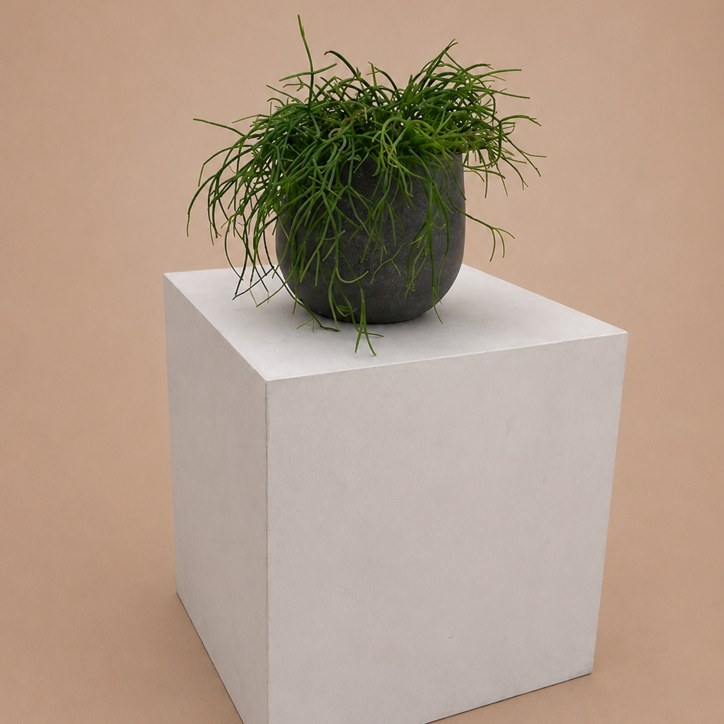 RPC Rhipsalis cashero