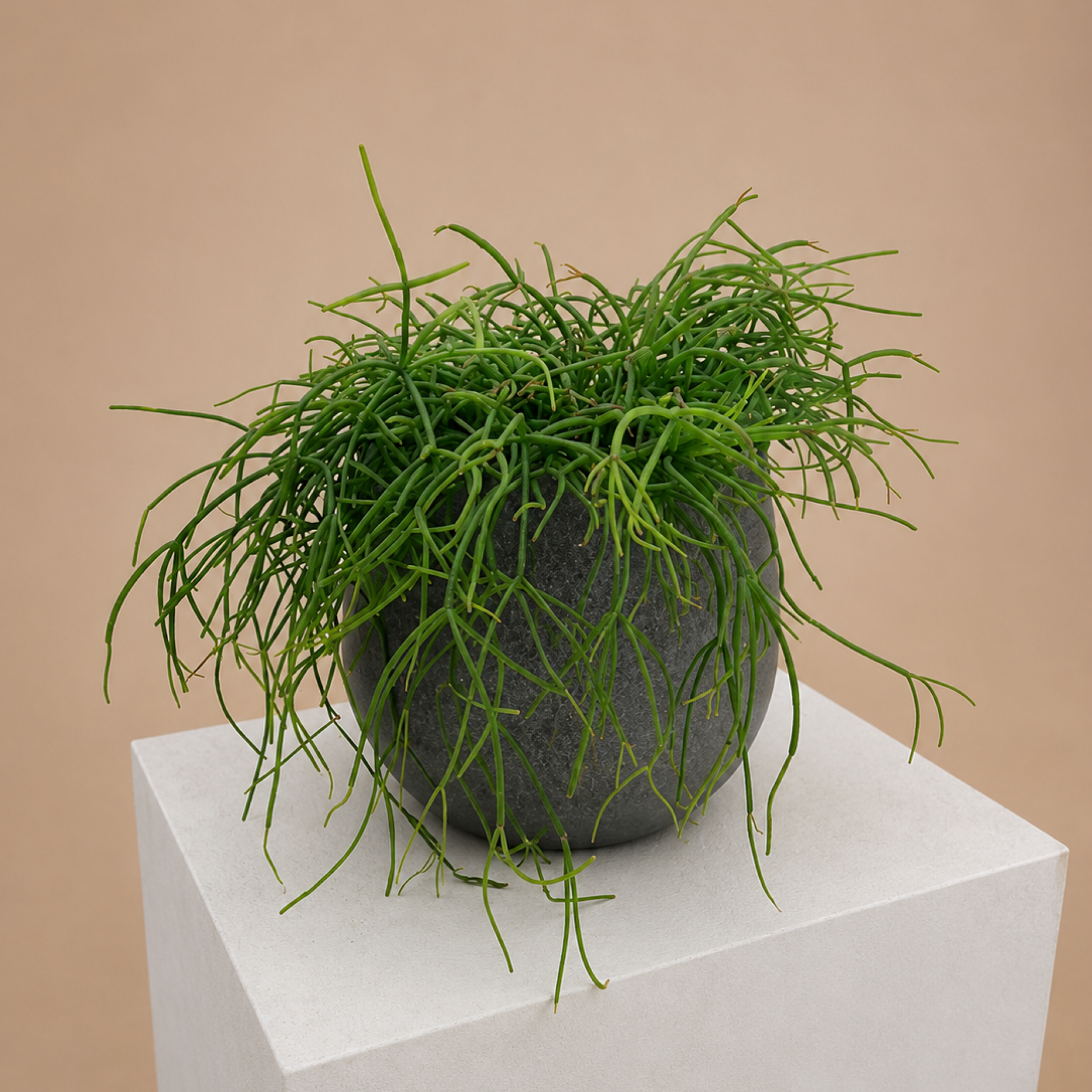 RPC Rhipsalis cashero