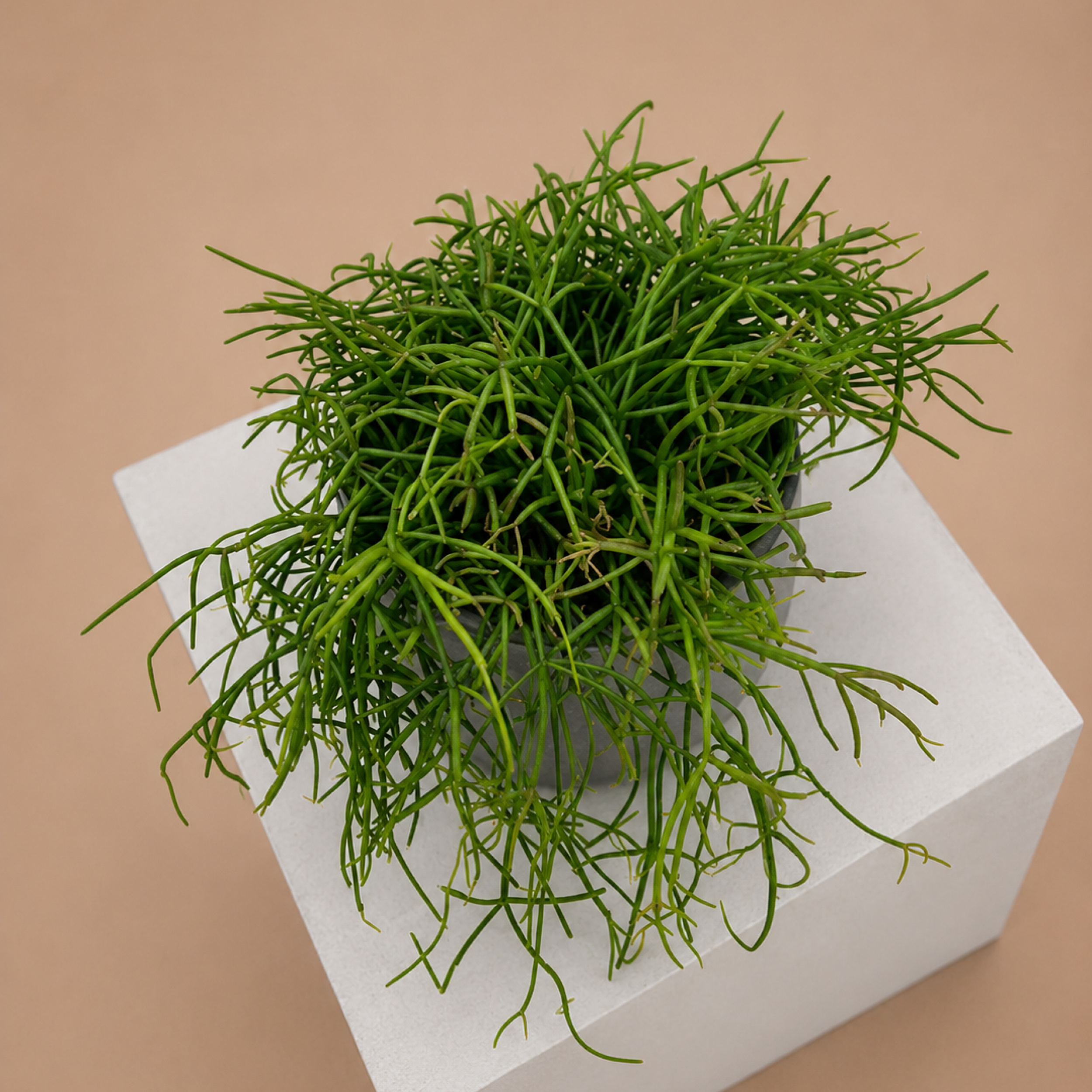RPC Rhipsalis cashero