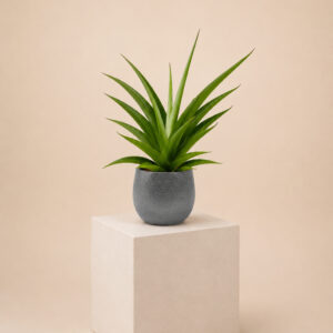 SCPG Sansevieria 'Comet Pastel Grey No. 1'