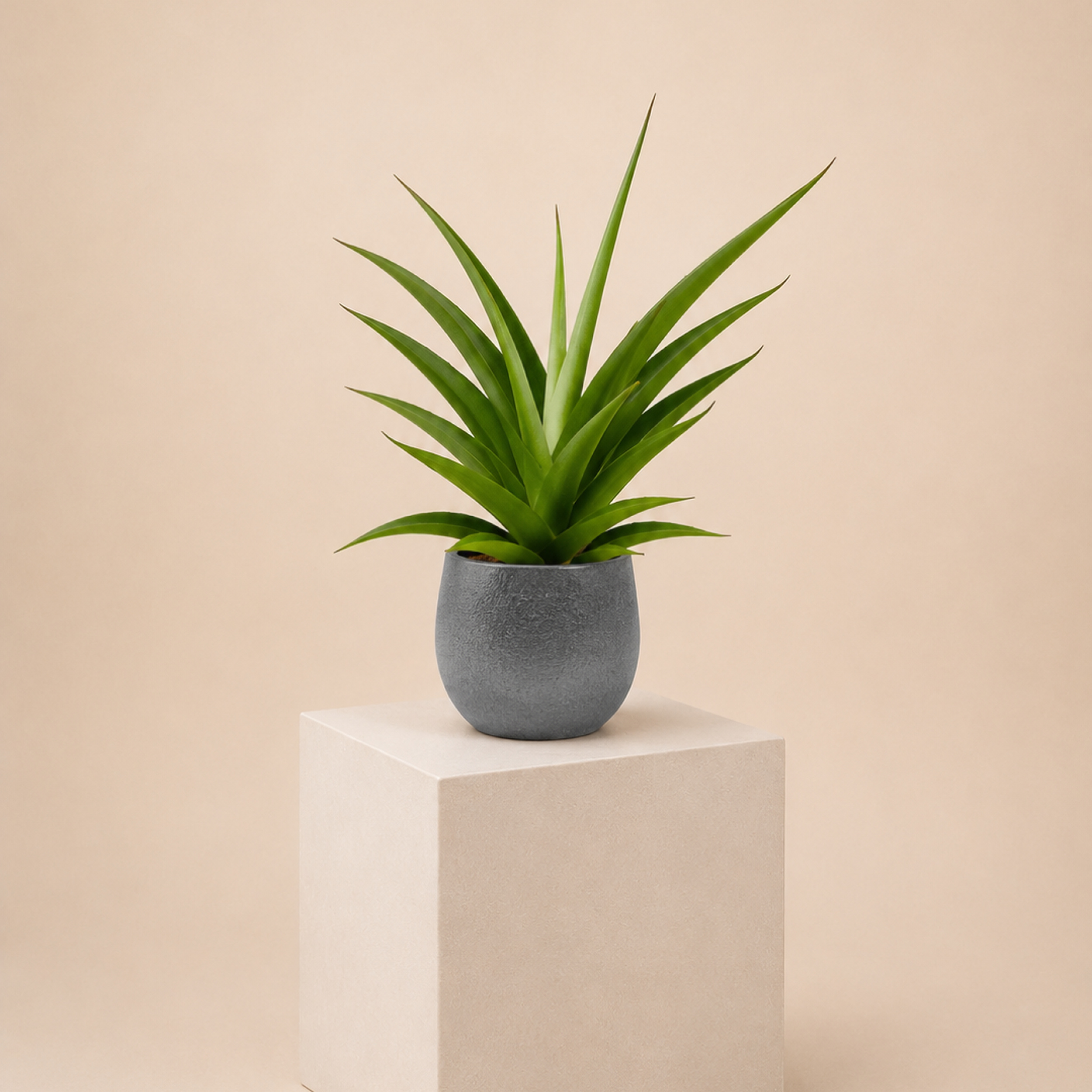 Sansevieria 'Comet Pastel Grey No. 1' | The Palm Centre