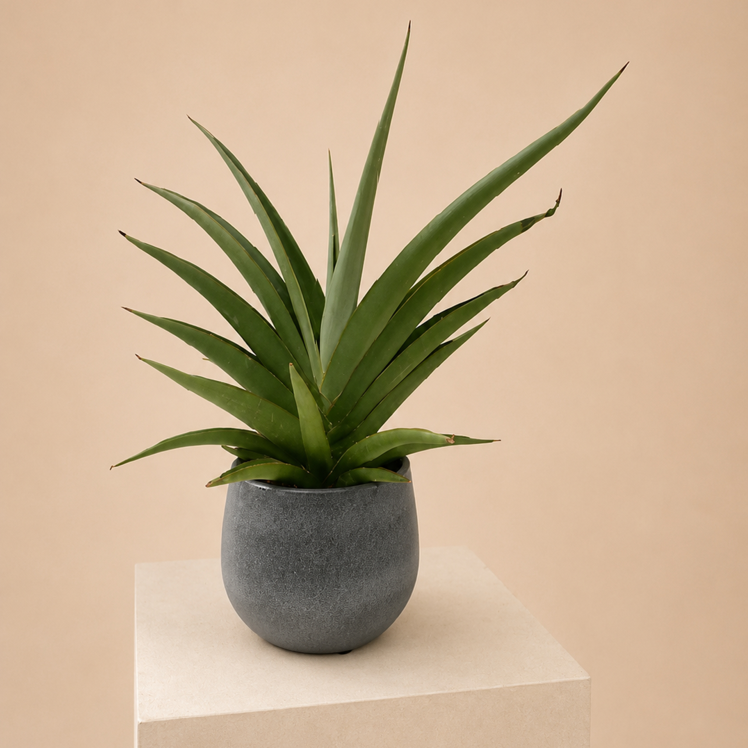 SCPG Sansevieria 'Comet Pastel Grey No. 1'
