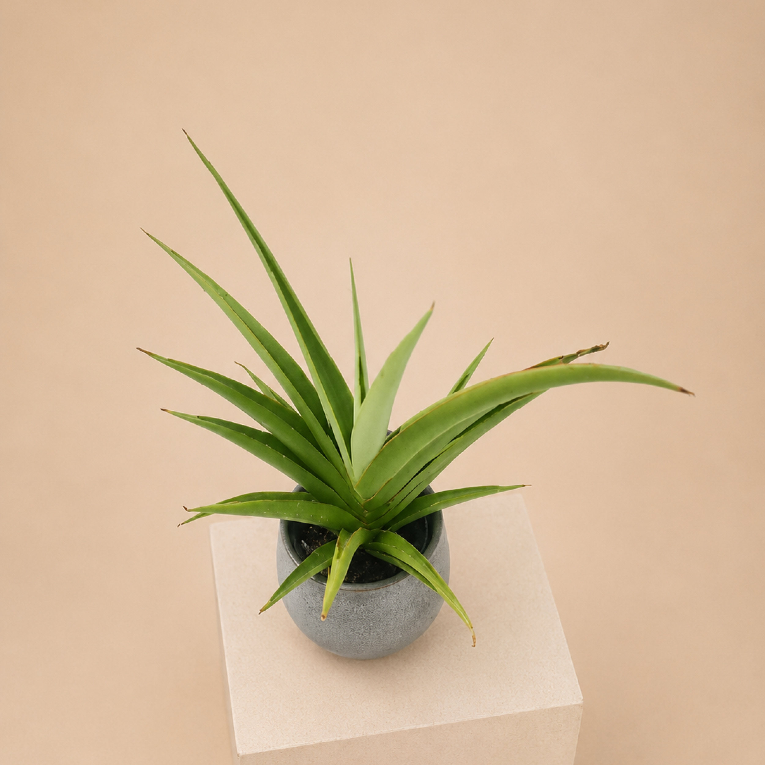 SCPG Sansevieria 'Comet Pastel Grey No. 1'