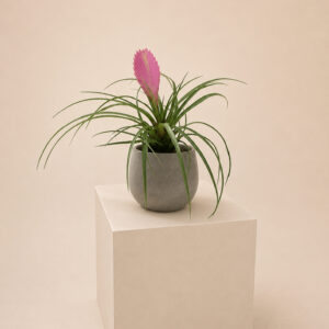 TCA Tillandsia cyanea 'Anita'