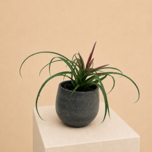 TIF Tillandsia flabellata