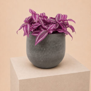 TPI Tradescantia zebrina 'Pink Paradise'
