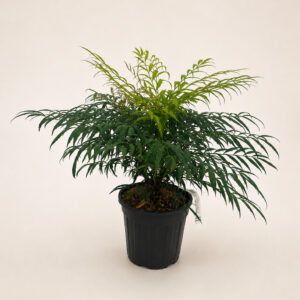 MVO Mahonia 'Volcano'