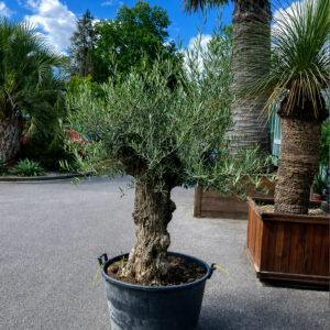 Olea europaea - Bonsai