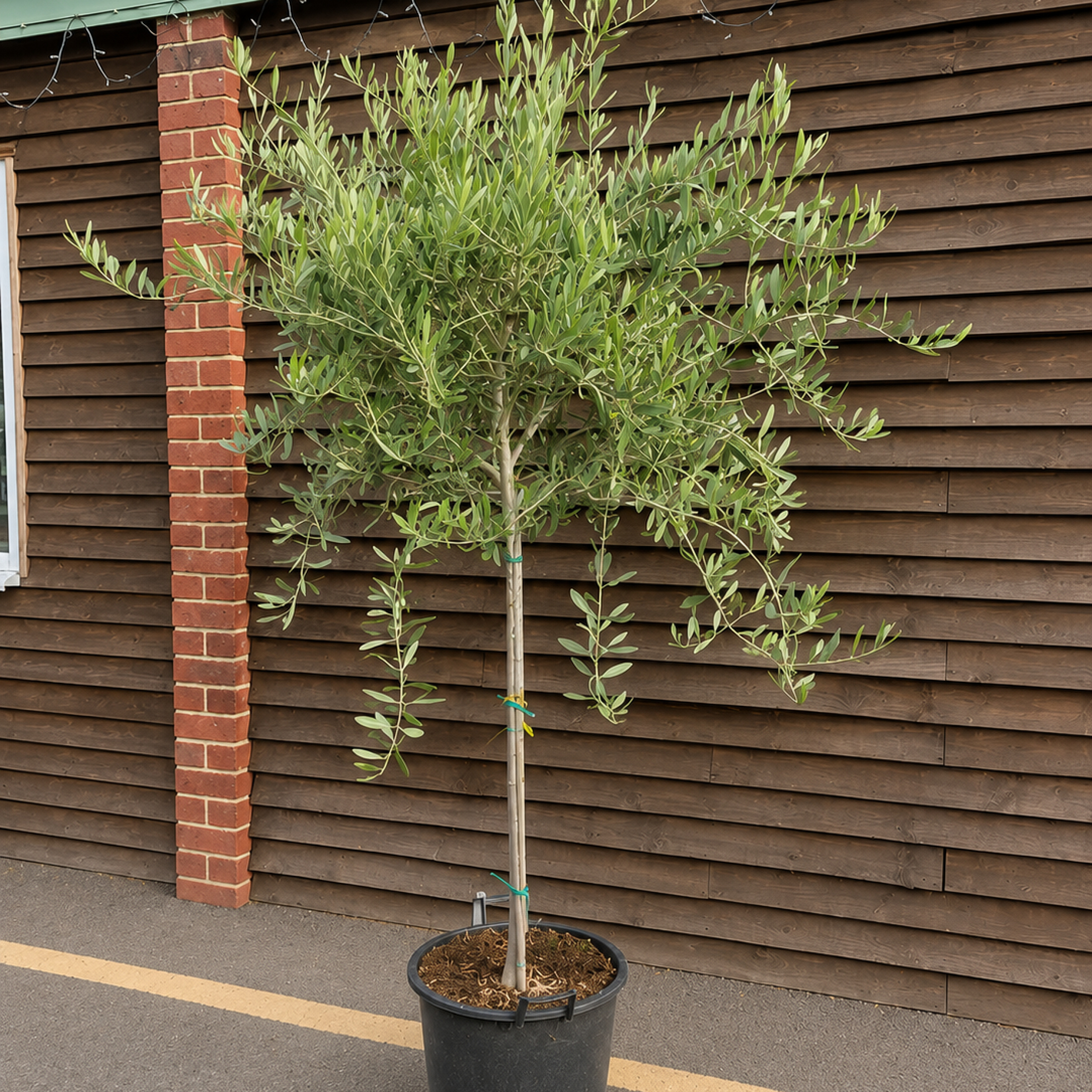 OEF Olea europaea 'Frantoio'