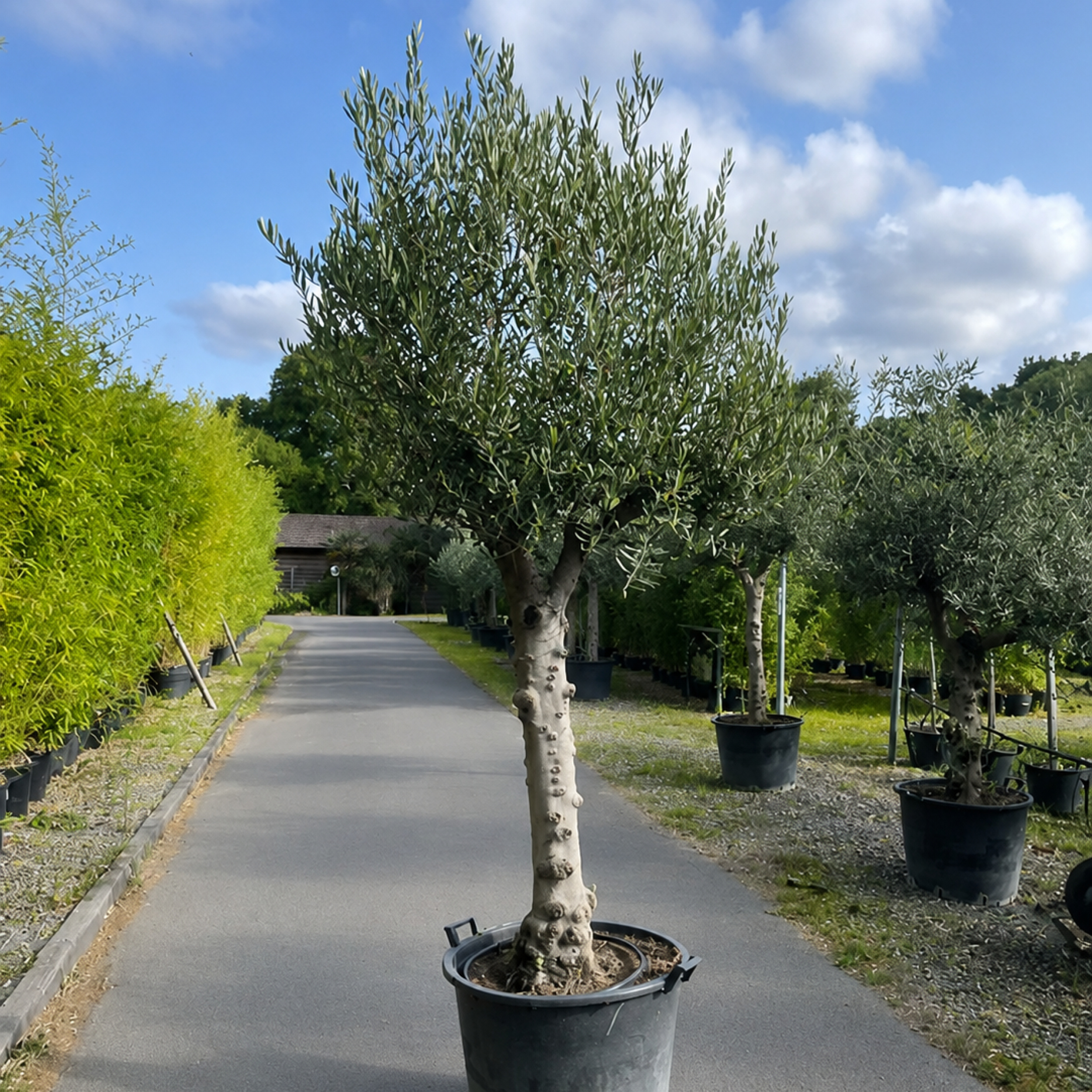 OEH Olea europaea 'Hojiblanca'