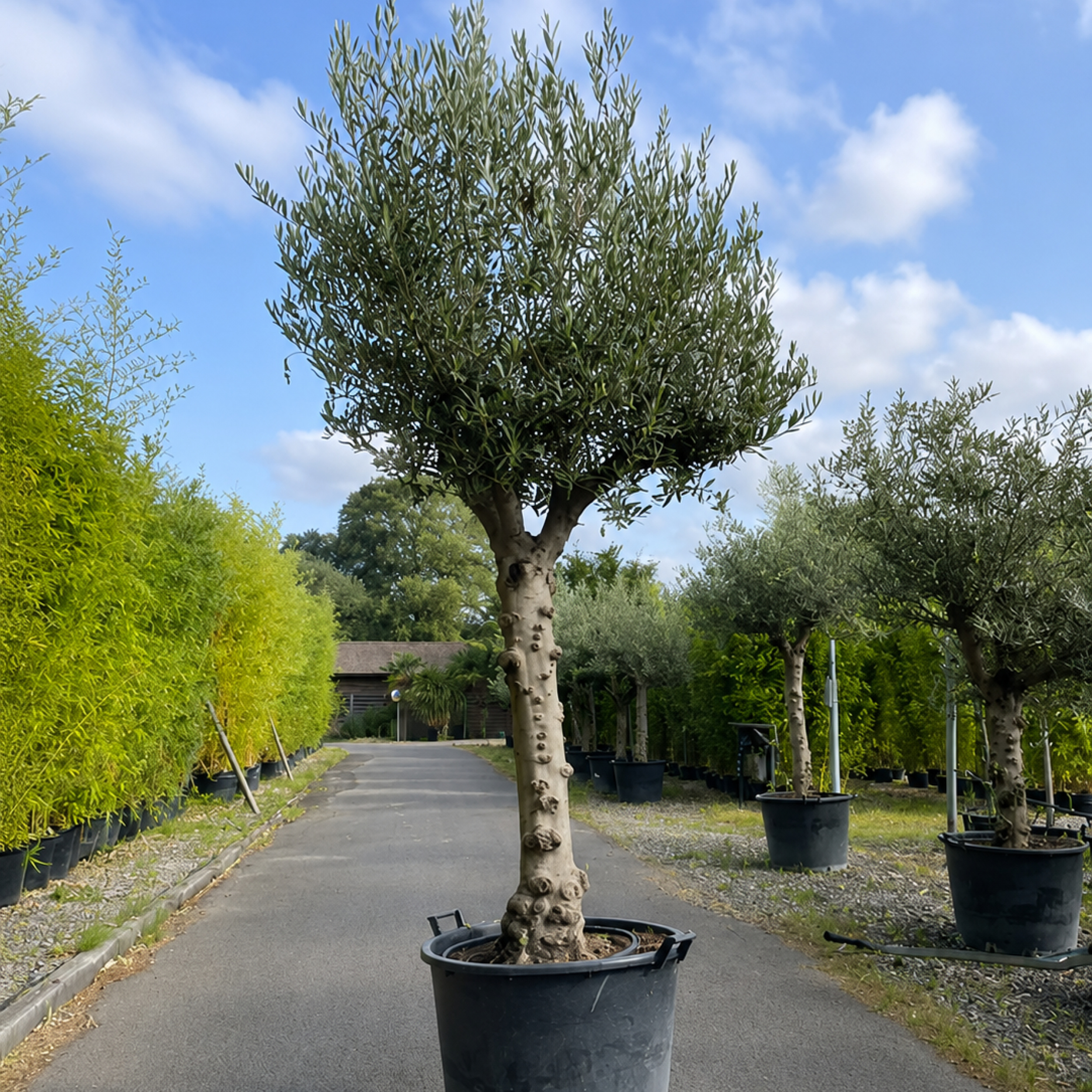 OEH Olea europaea 'Hojiblanca'