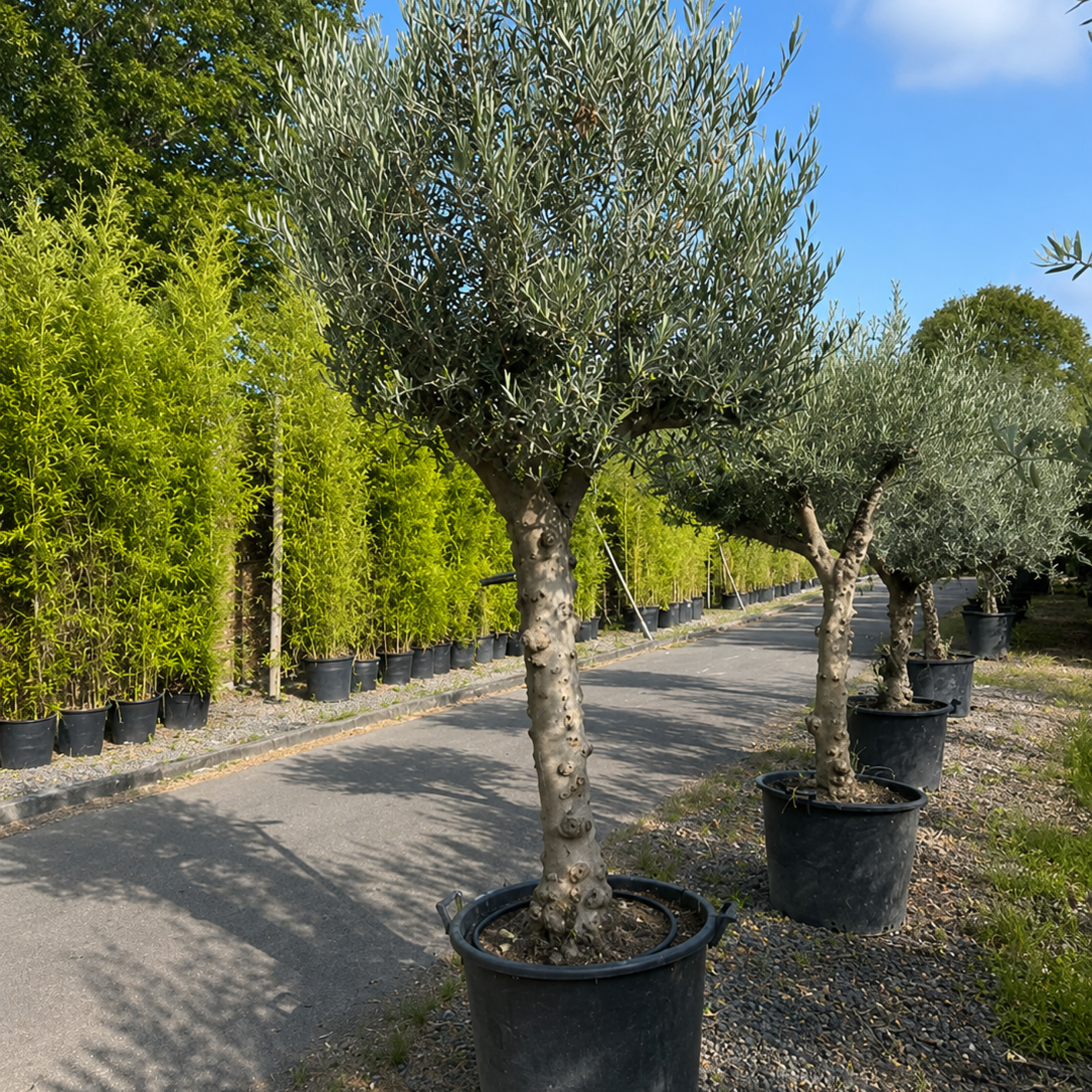 OEH Olea europaea 'Hojiblanca'