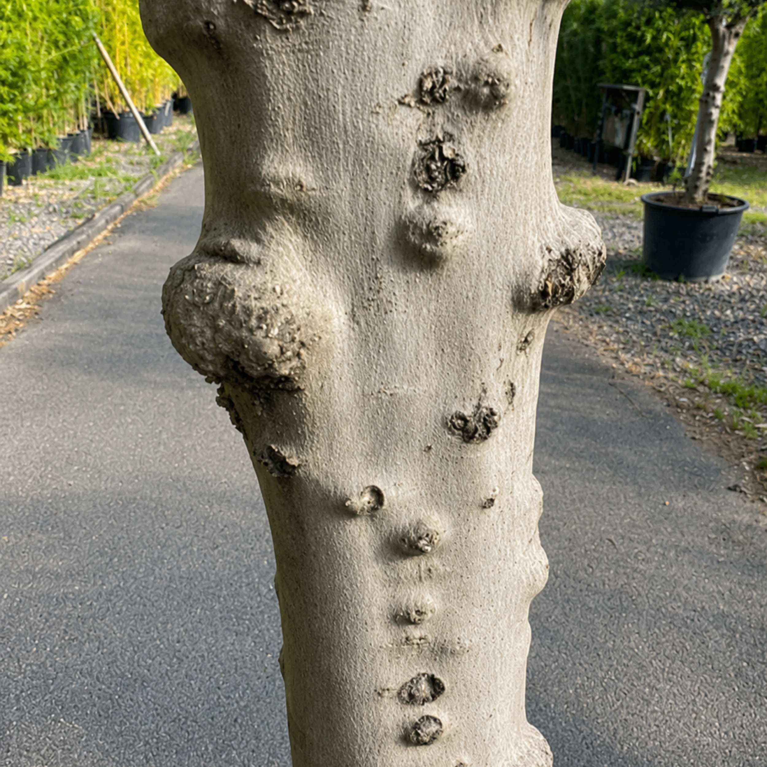 OEH Olea europaea 'Hojiblanca'