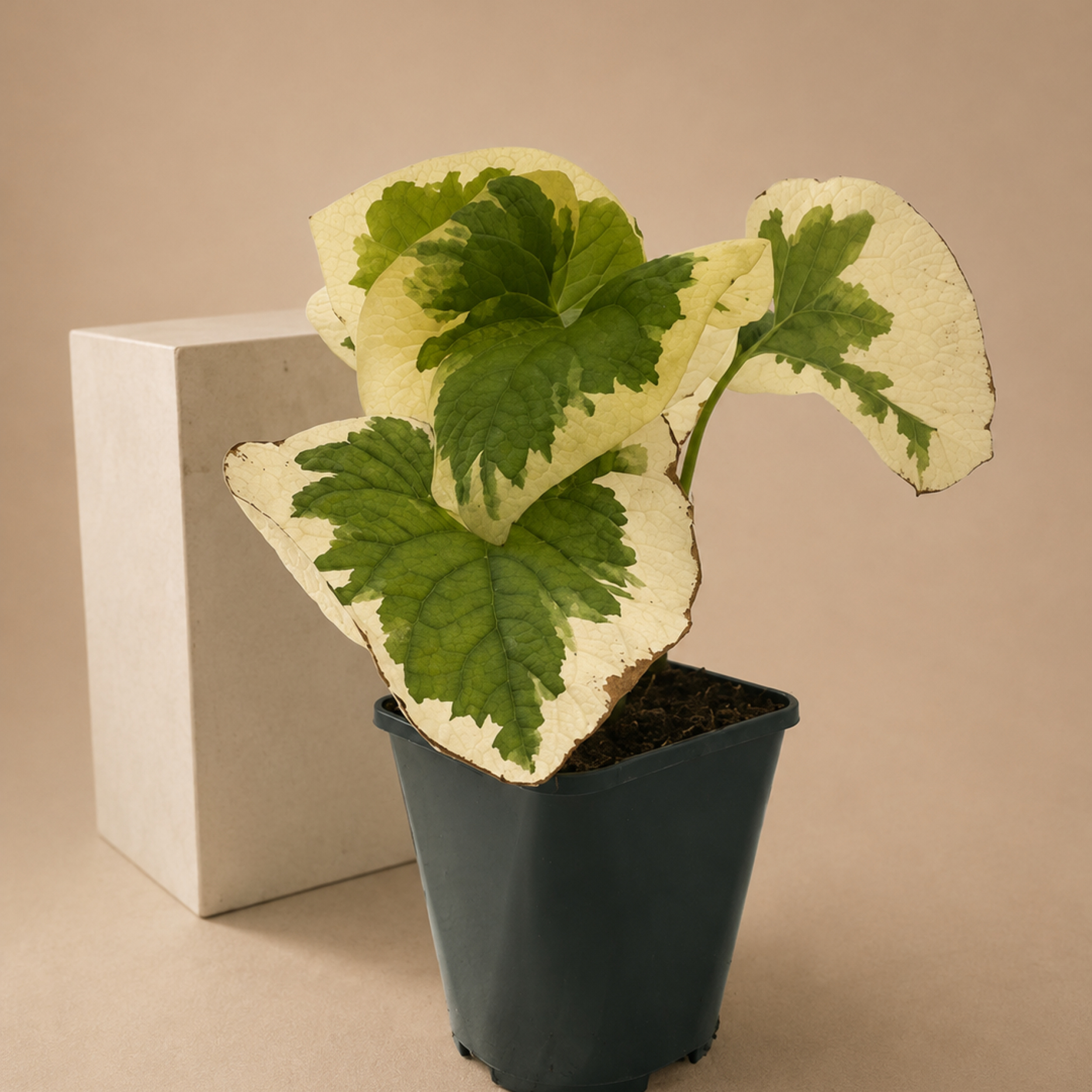 Brunnera macrophylla Dawsons White