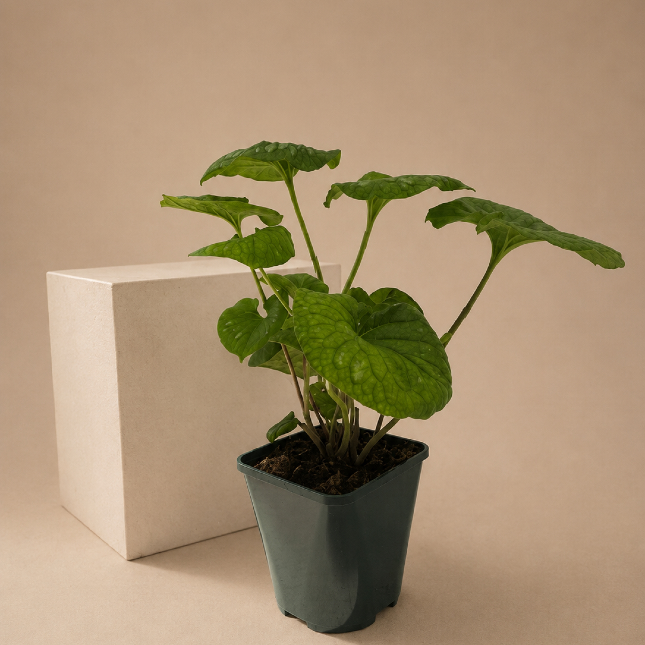 Brunnera macrophylla Emerald Mist