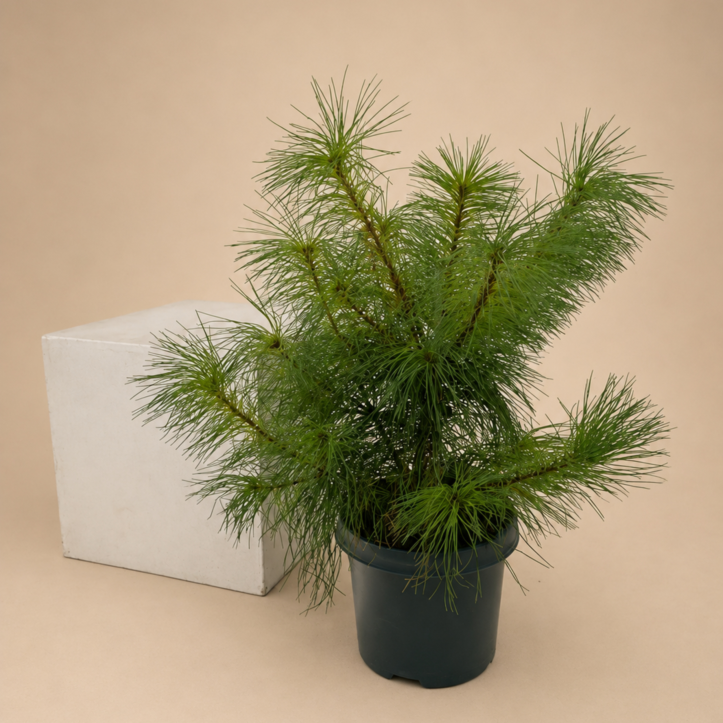 Pinus strobus Weymouth pine Eastern pine pine