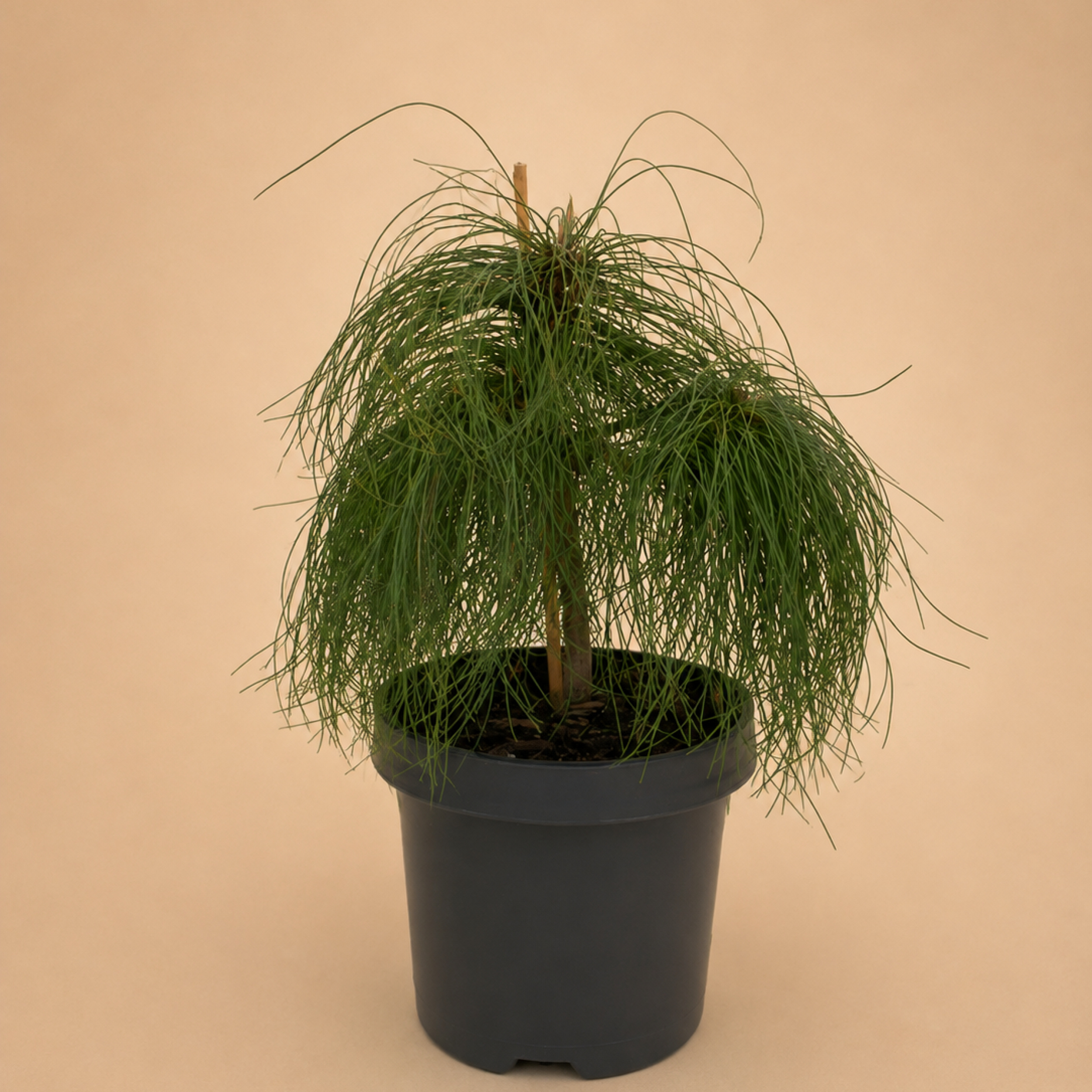 Pinus wallichiana Bhutan pine Himalayan pine blue pine
