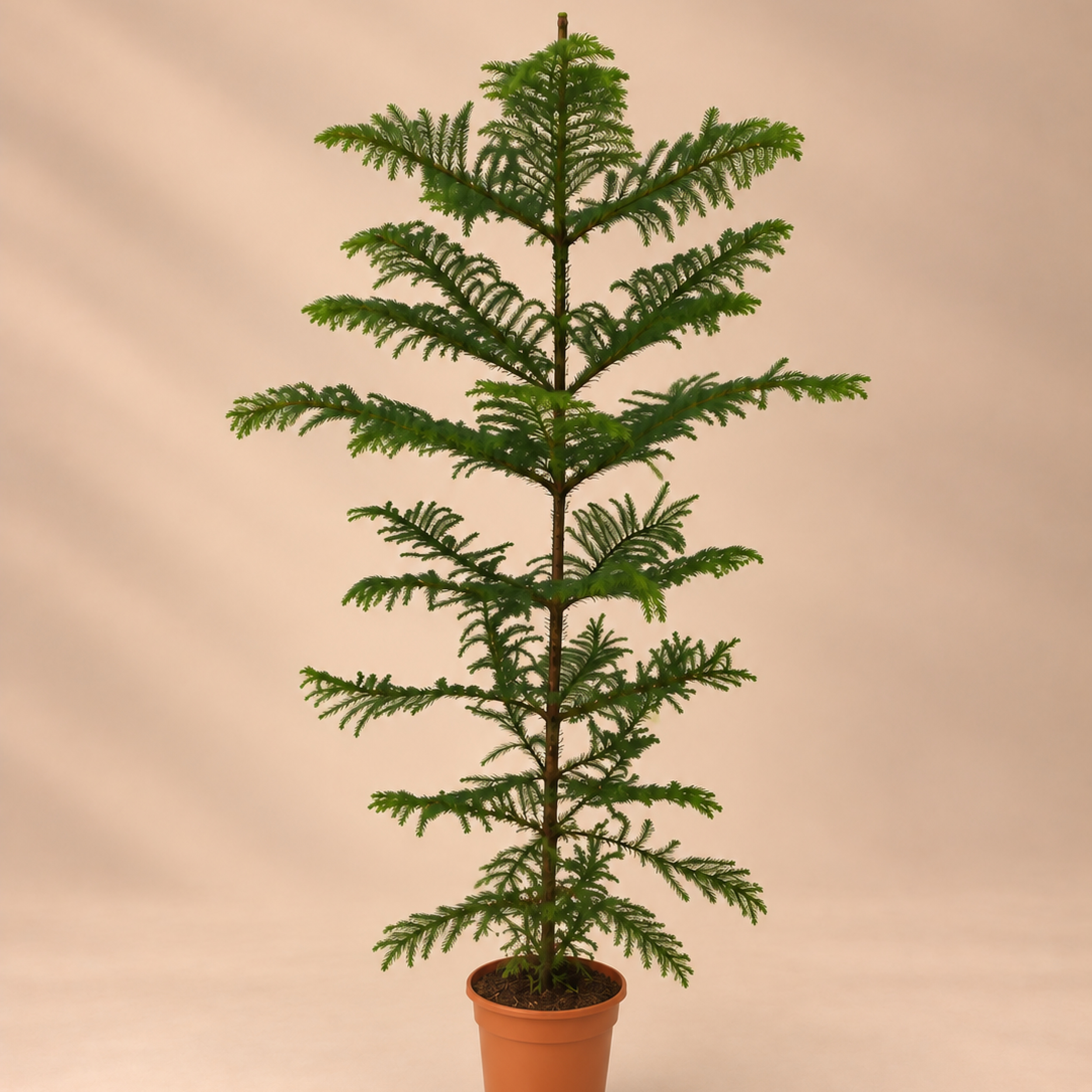 Araucaria heterophylla
