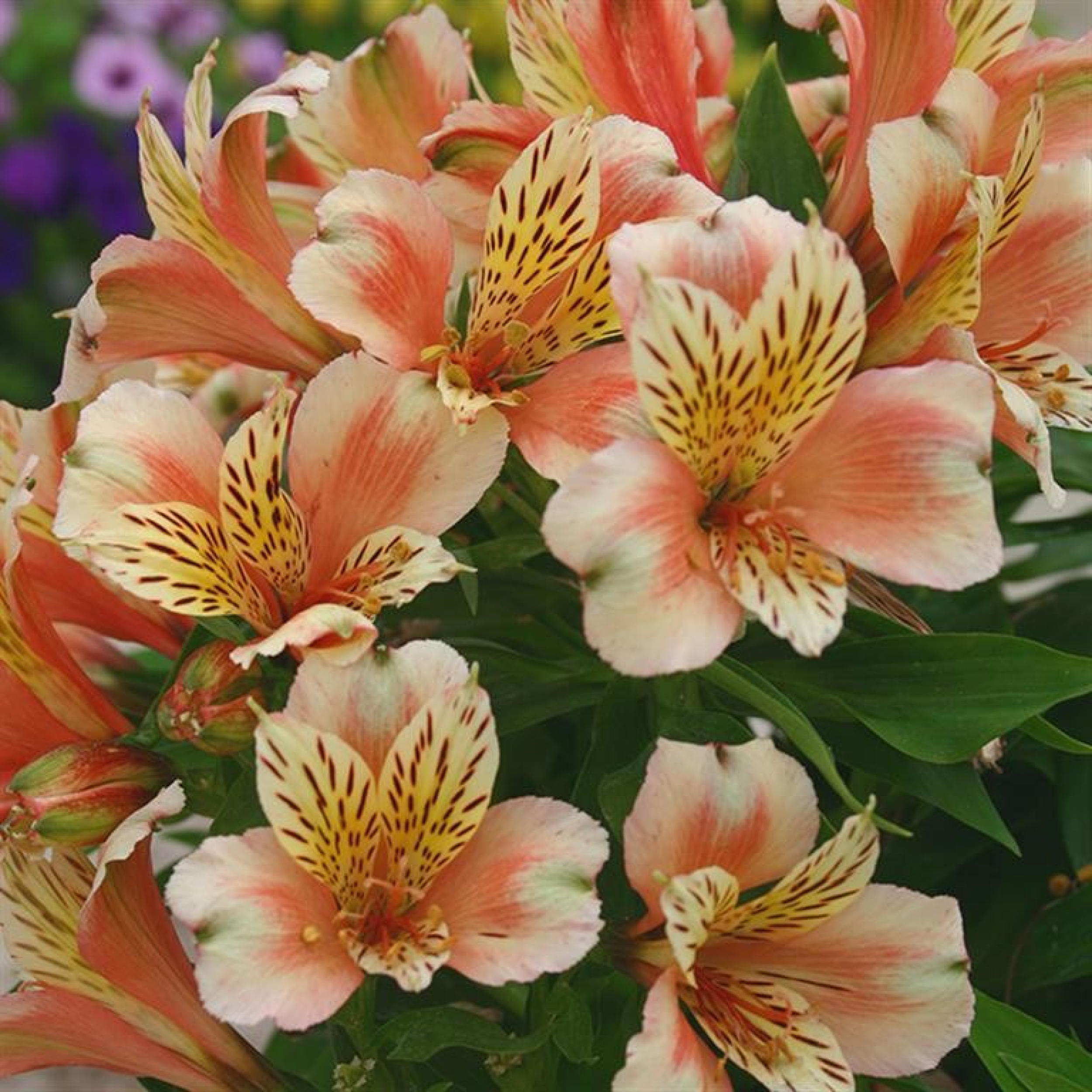 Alstroemeria Inca Husky Peruvian lily lily Incas