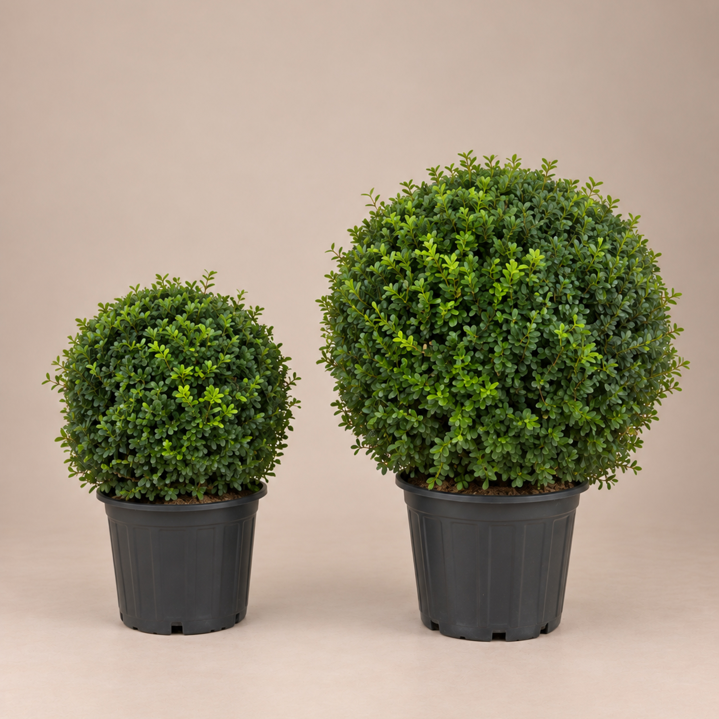 Buxus sempervirens Arborescens Common box Boxwood
