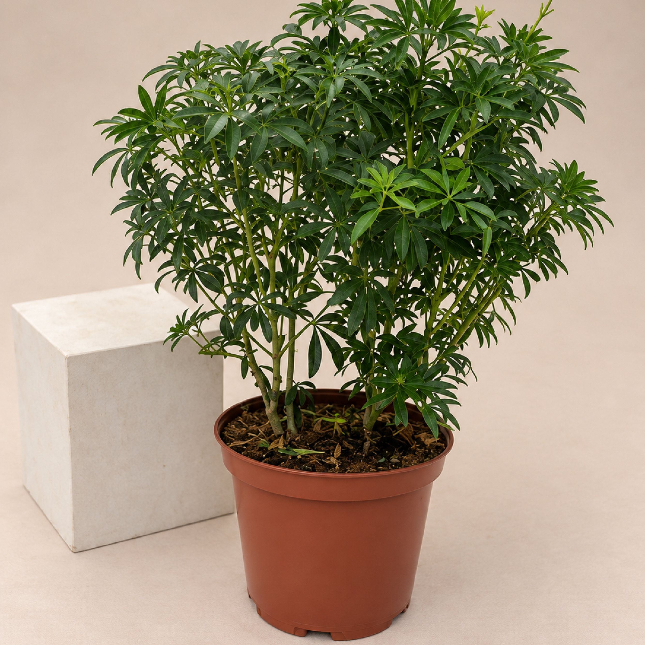 Choisya × dewitteana Greenfingers Mexican blossom