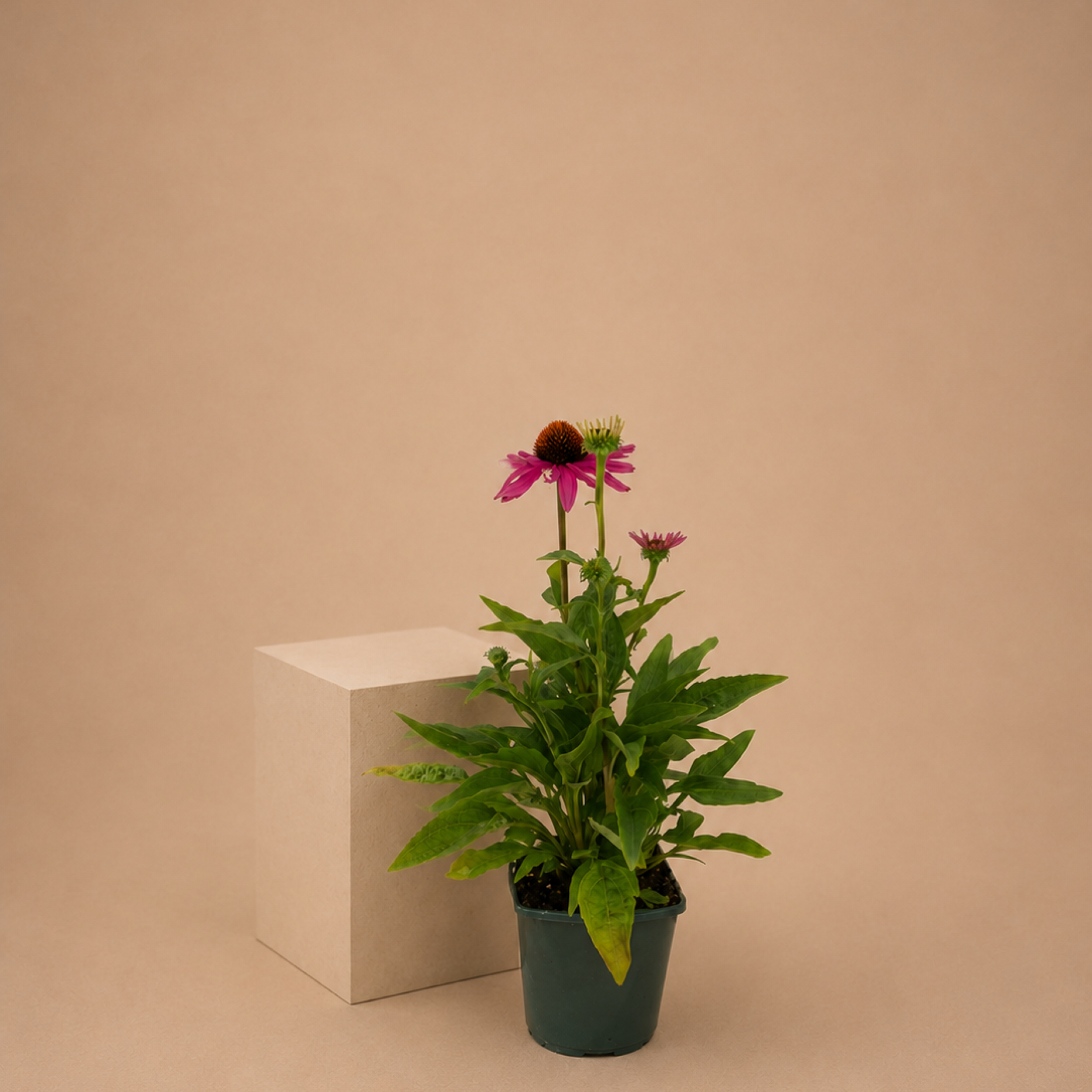 Echinacea Purple Emperor coneflower
